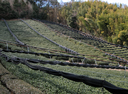 Champs de th vert et forts de bambous dans la rgion d'Uji